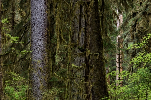 10-nature-photography-forest-photography-quinault-rainforest